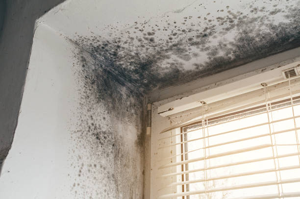 Affordable Commercial Mold Remediation solutions in New Paris, PA